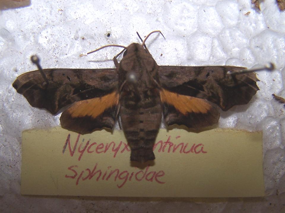 FIGURE 3b FIGURE 3b